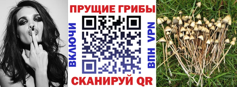 Псилоцибиновые грибы мухоморы  Славгород 